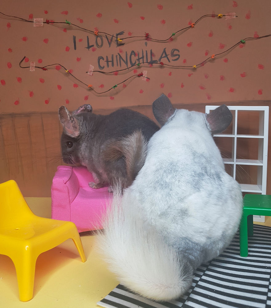 2 Cute Chinchillas At Hawkins - Stranger Things