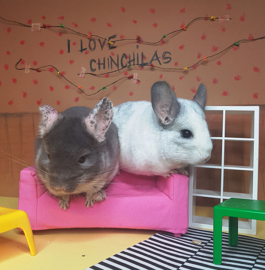 2 Cute Chinchillas At Hawkins - Stranger Things