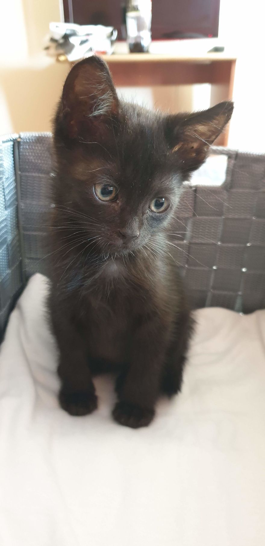 Our Warrior Cat Shuri Has A Baby Brother Now, Another Black Kitten That Was In Desperate Need Of Rescue Our Warrior Cat Shuri Has A Baby Brother Now, Another Black Kitten That Was In Desperate Need Of Rescue