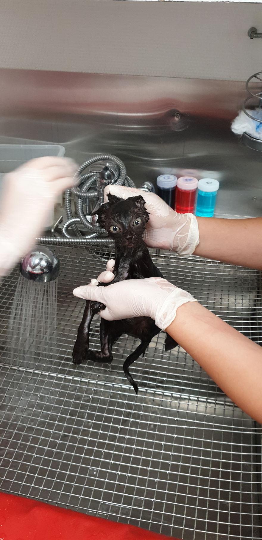 Our Warrior Cat Shuri Has A Baby Brother Now, Another Black Kitten That Was In Desperate Need Of Rescue