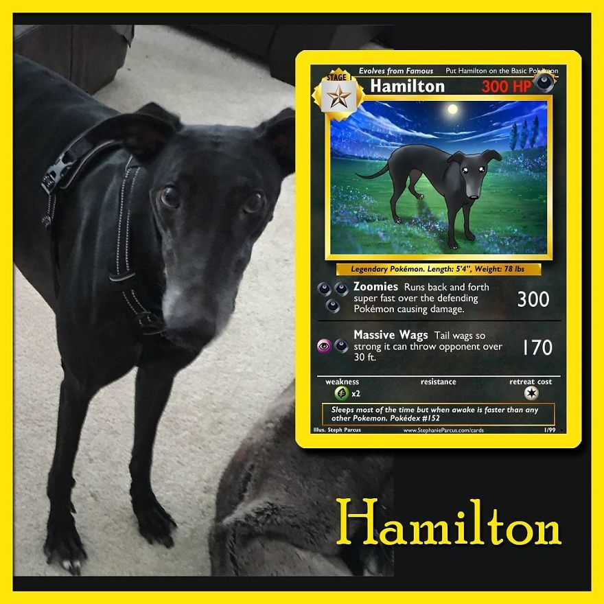 This Artist Transforms Any Pet Into Pokémon Cards