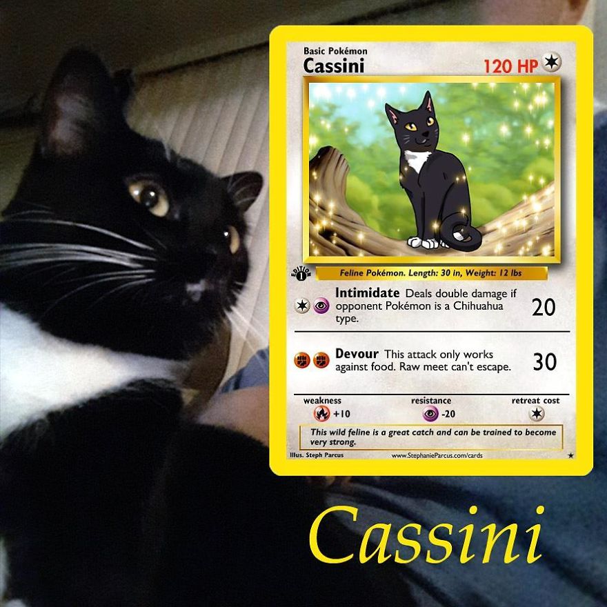 This Artist Transforms Any Pet Into Pokémon Cards