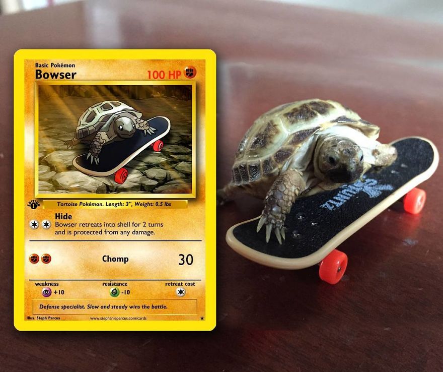 This Artist Transforms Any Pet Into Pokémon Cards