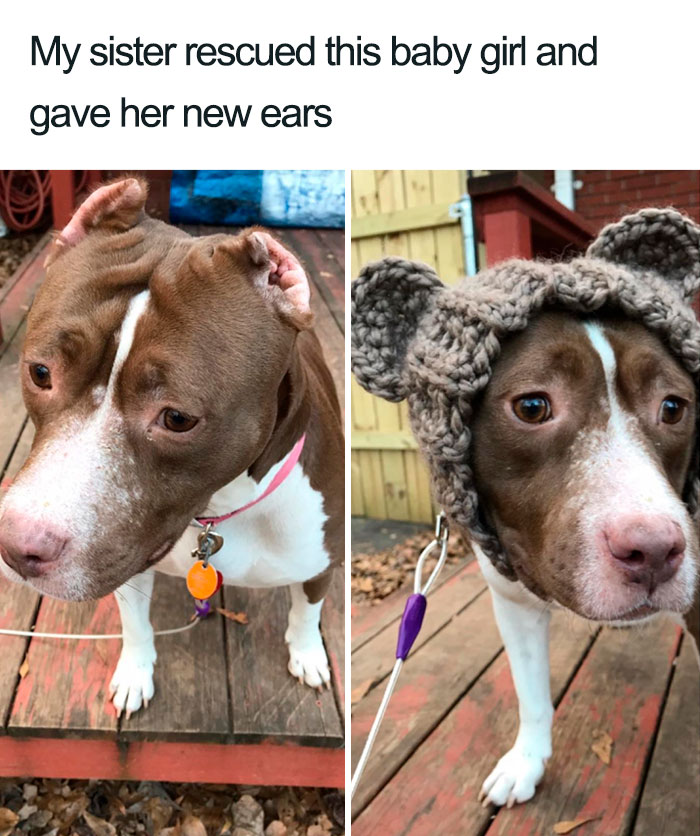 Wholesome-Dog-Posts