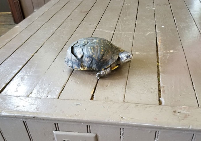 People Are Donating Their Old Bra Fasteners To Wildlife Organization That Uses Them To Save Turtles