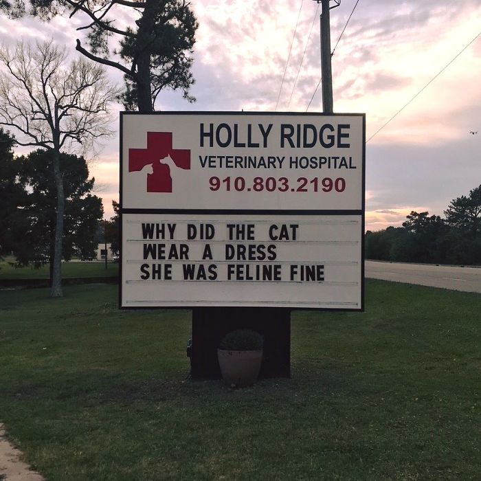 Funny-Cat-Veterinary-Clinic-Signs