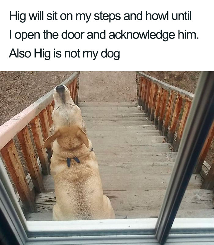 Wholesome-Dog-Posts