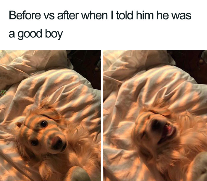 Wholesome-Dog-Posts
