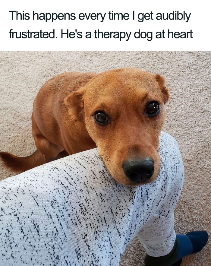 Wholesome-Dog-Posts