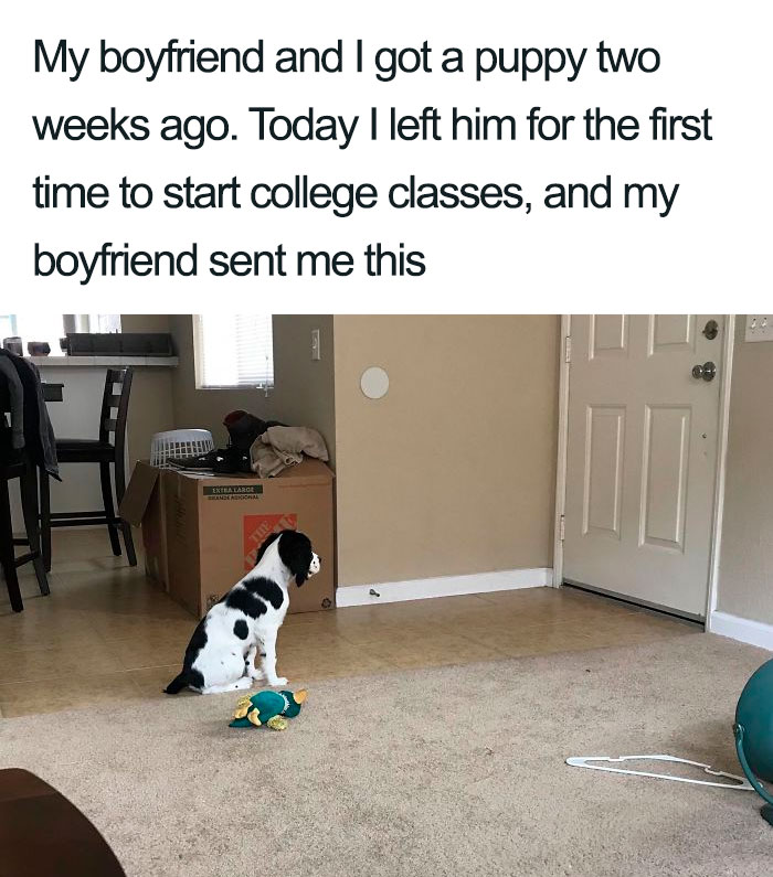 Wholesome-Dog-Posts