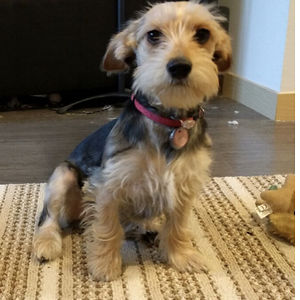 ninadancer2009 avatar