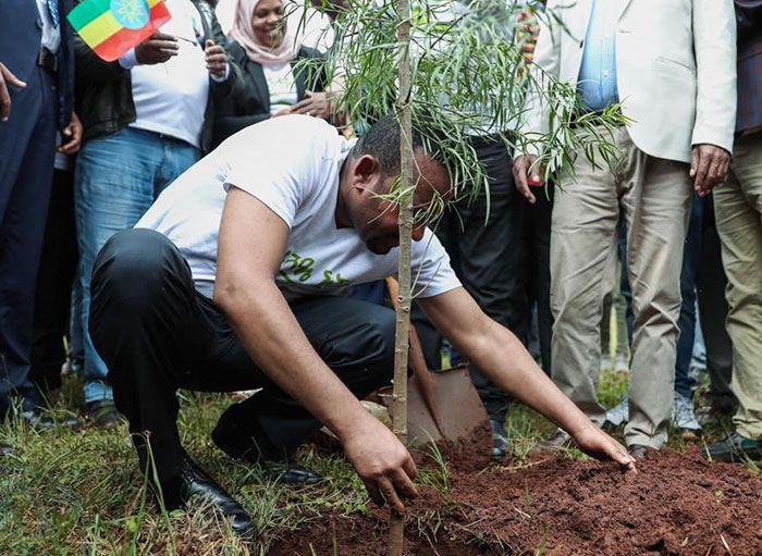 Etiopía bate el récord de plantar árboles al plantar en 12 horas 350 millones de árboles