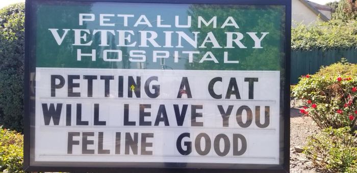 Funny cat joke on a veterinary hospital sign saying petting a cat will leave you feline good outdoors.