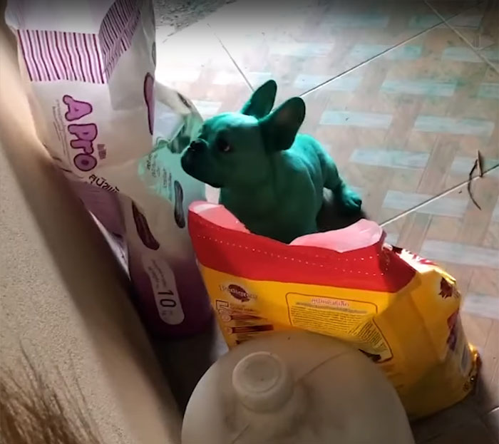 Two French Bulldogs Who Accidentally Cover Themselves In Green Become Viral Two French Bulldogs Who Accidentally Cover Themselves In Green Become Viral