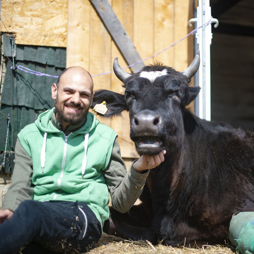 Cows Love Chin Scratches