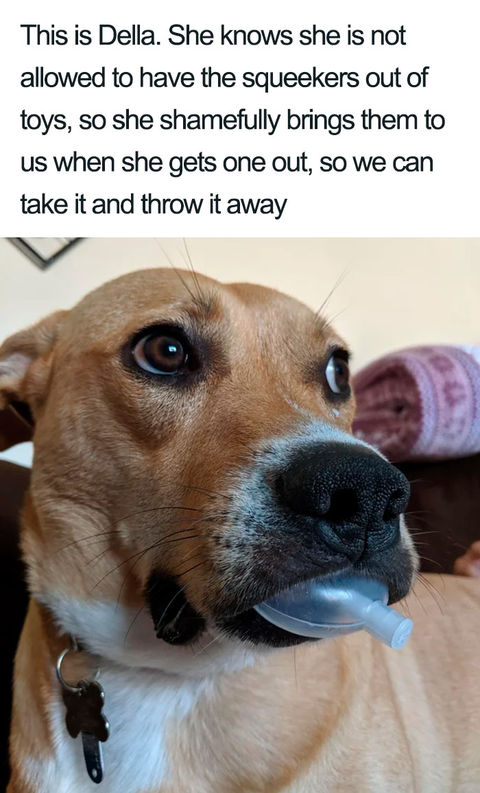 Wholesome-Dog-Posts
