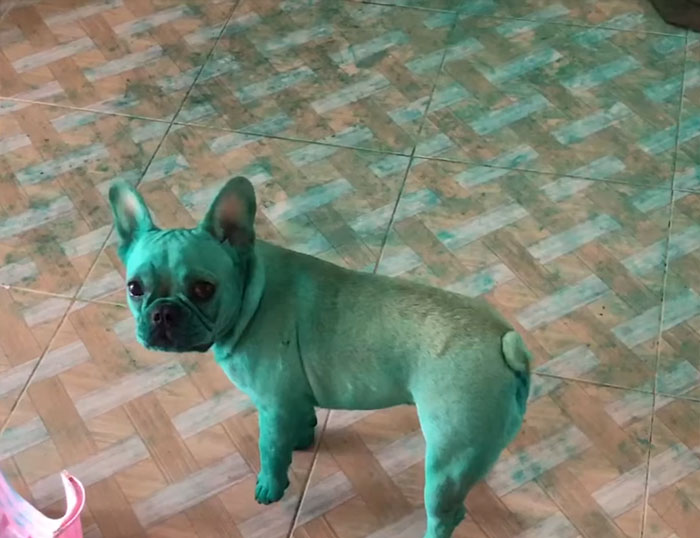 Two French Bulldogs Who Accidentally Cover Themselves In Green Become Viral Two French Bulldogs Who Accidentally Cover Themselves In Green Become Viral