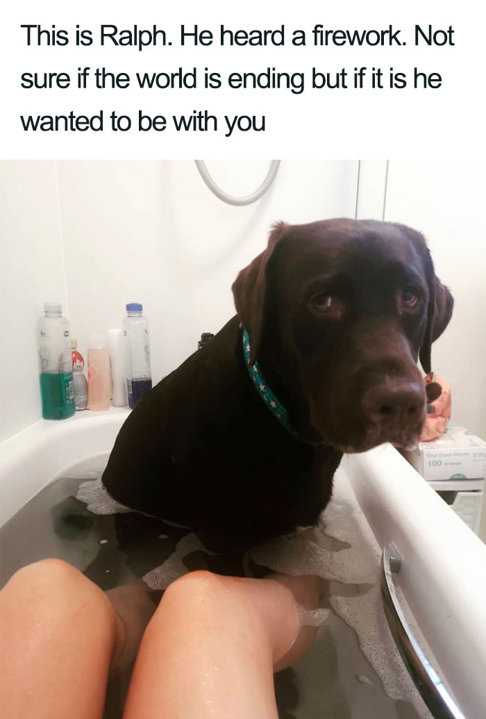 Wholesome-Dog-Posts
