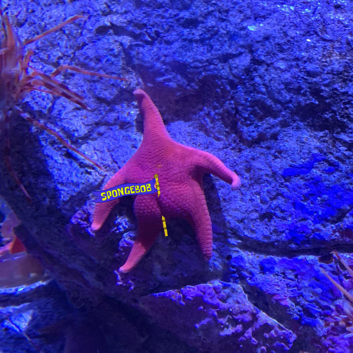 Patrick-Starfish-Photoshop-Battle