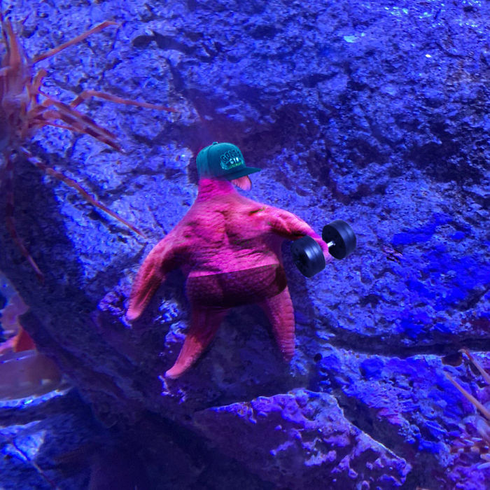 Patrick-Starfish-Photoshop-Battle