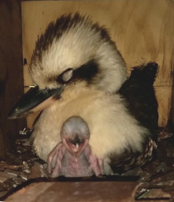 We Built A Nesting Box For Some Local Kookas And This Little Monster Was The Result