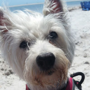 amandalindley avatar