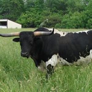 glenlechlitner avatar