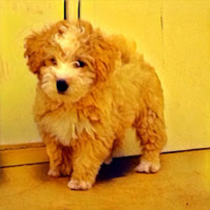 alyssaramirez avatar