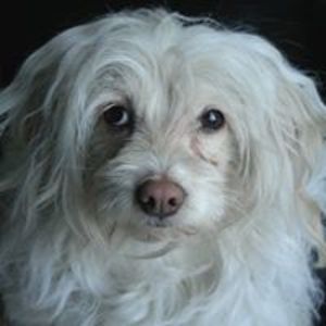 savannahliberty avatar