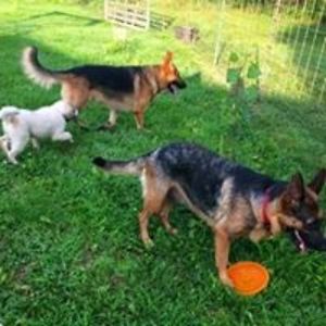 wolfladycruz22 avatar