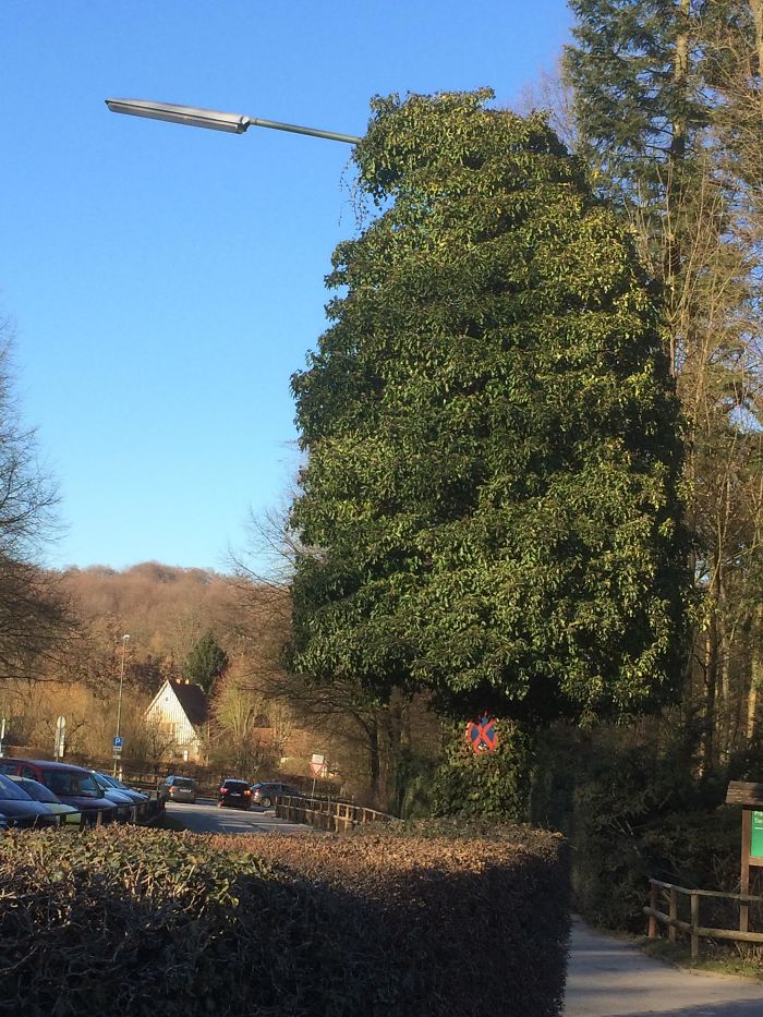A Lantern Overgrown By Vines That Looks Like A Tree