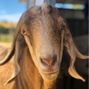 clive_ollicom avatar