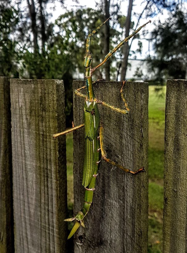 Giant stick insect on a wooden fence, showcasing Australia's unique wildlife.