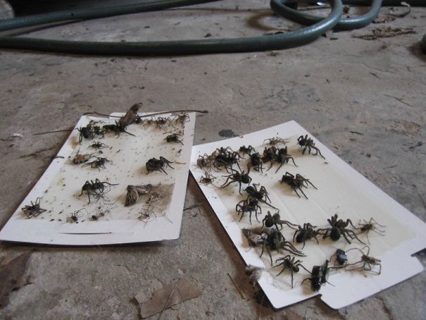 Sticky traps covered with spiders and insects on a dusty floor, illustrating Australia is the land of nope.