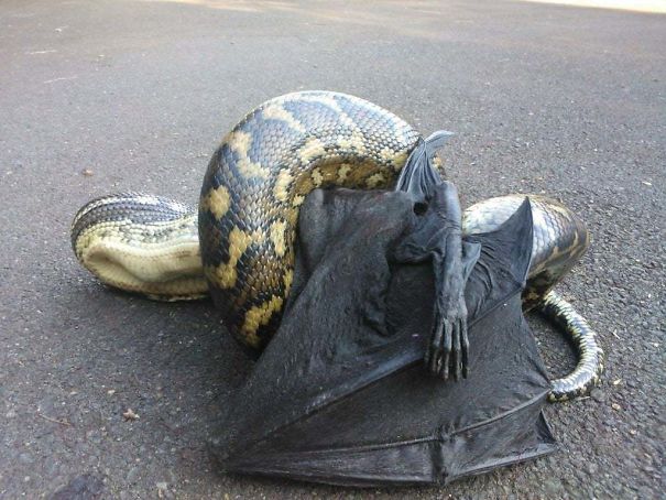Python and bat encounter on an Australian road, showcasing nature's wild side.