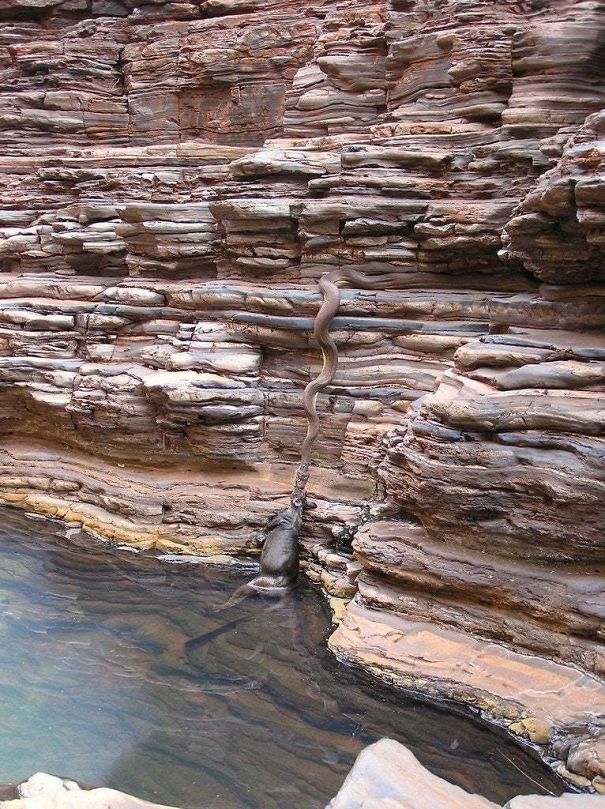 Seal catching a snake along rugged cliffs and water in Australia, showcasing the land of nope wildlife encounter.