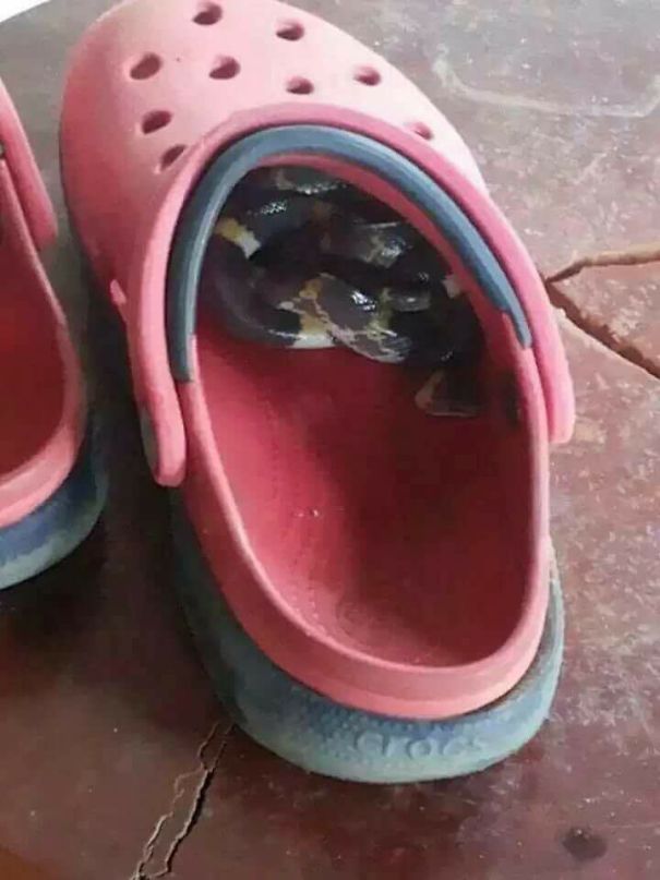 Snake hiding inside a red shoe, showcasing Australia's unique wildlife encounters.