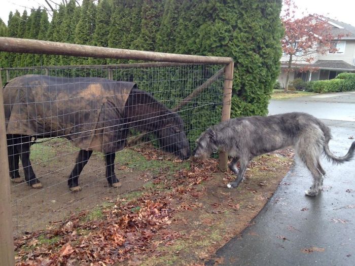 My Dog Merlin Met A Horse
