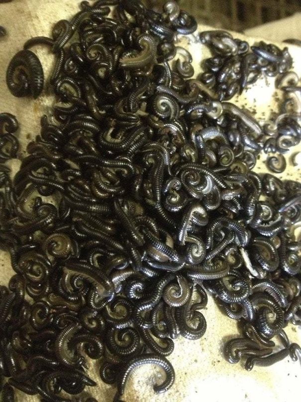 Massive group of black millipedes in Australia, showcasing the diverse wildlife.