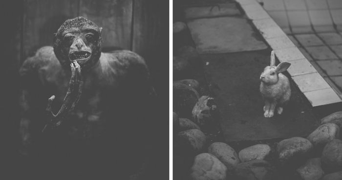 Artist Captures The Heartbreaking Reality Of The Bangladesh National Zoo (15 Pics)