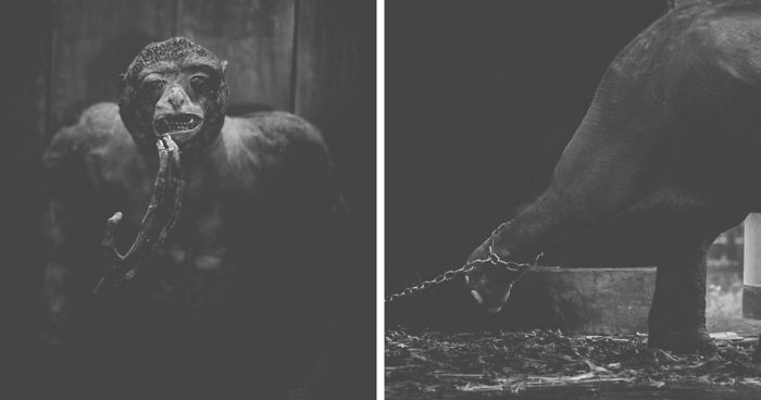 Artist Captures The Heartbreaking Reality Of The Bangladesh National Zoo (15 Pics)