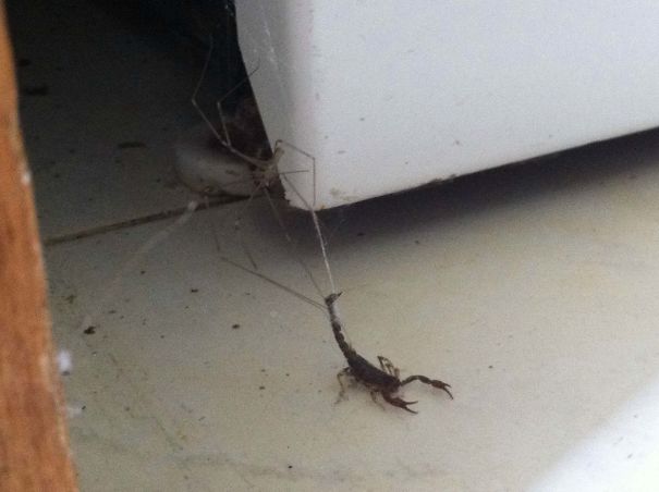 Long-legged spider lifting a scorpion indoors, showcasing a rare moment from Australia’s land of nope creatures.