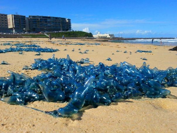 Blue jellyfish washed up on sandy beach in Australia, illustrating unusual marine life in the land of nope.