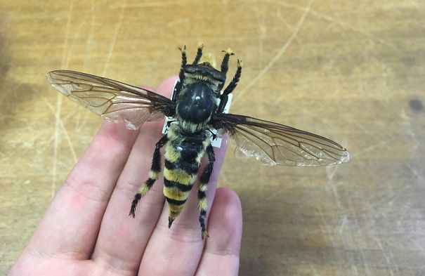 Large bee with transparent wings resting on a person's fingers, showcasing unique Australian insects from the land of nope.