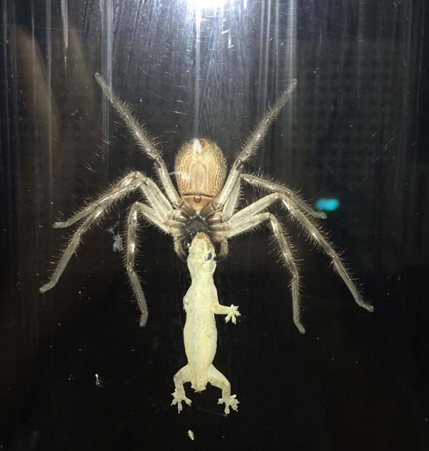 Large spider catching a gecko on a window, showcasing Australia as the land of nope with its dangerous wildlife.