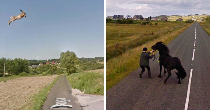 30 Fotos accidentales de animales que salen en Google Street View