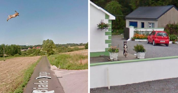 30 Best Accidentally Taken Animal Pics By Google Street View30 Best Accidentally Taken Animal Pics By Google Street View