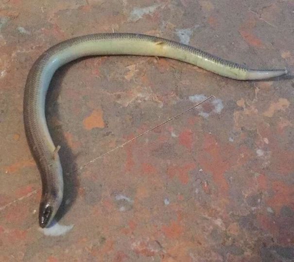 Australian snake with a bent body on a rustic surface, illustrating the land of nope's unusual wildlife.