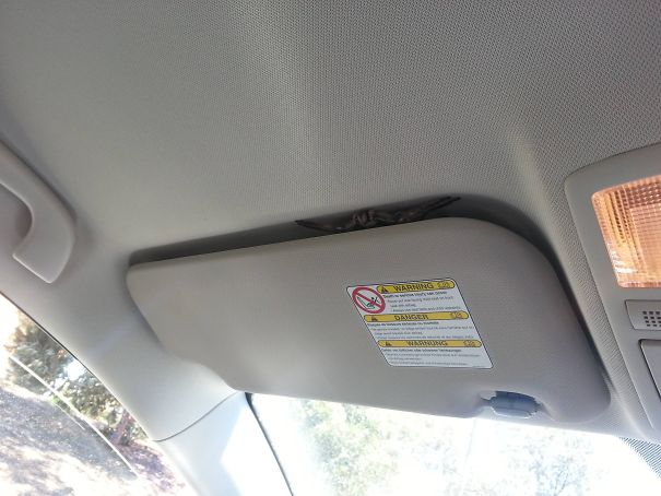 Bat hiding behind the sun visor inside a car, showing a unique example of Australia nope moments in nature.