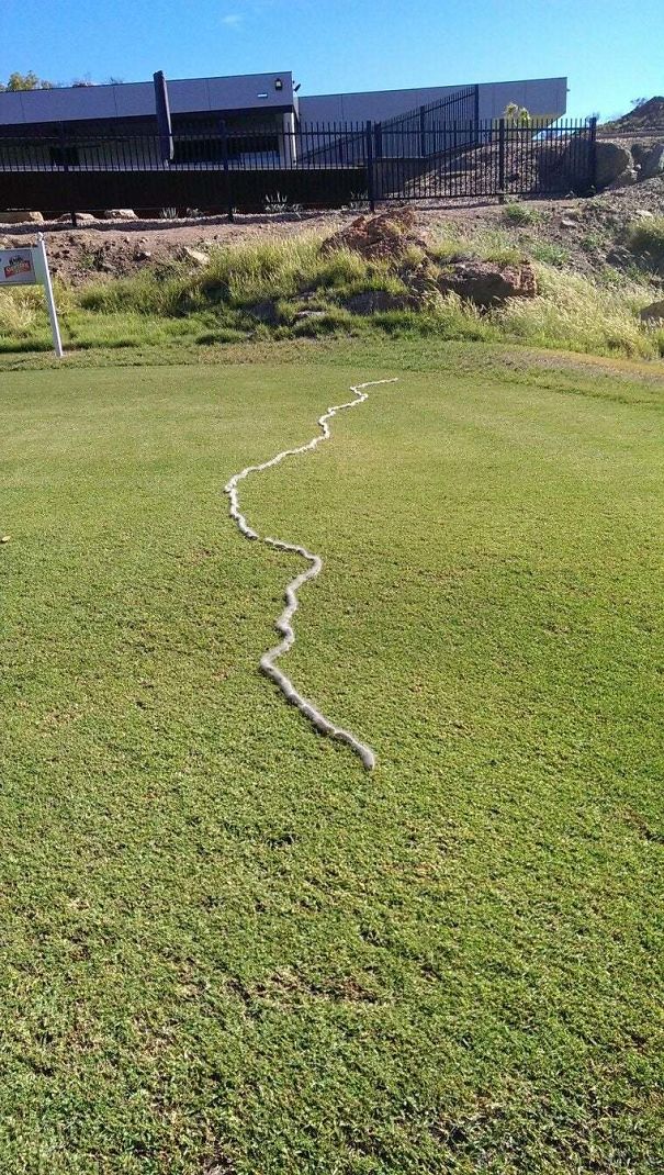 A long line of caterpillars crossing open grass in Australia.